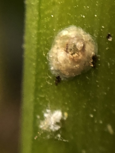 coconut scale