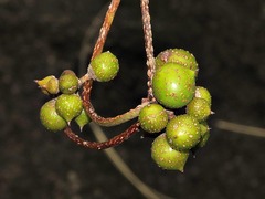 Rhoicissus tridentata