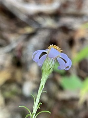 Ionactis linariifolia
