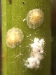 Dactylopius coccus