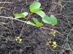 Rhoicissus tridentata