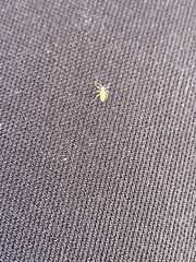 Macrosiphum euphorbiae