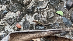 Pholidoscelis exsul