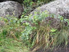 Rhoicissus tridentata