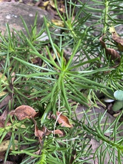 Senecio barbertonicus