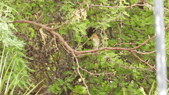 Myiophobus fasciatus