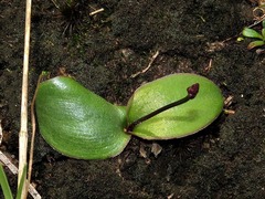 Eriospermum