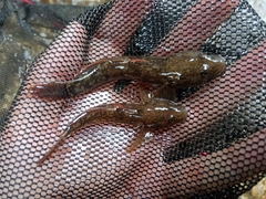 Padogobius nigricans