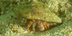 Dardanus pedunculatus