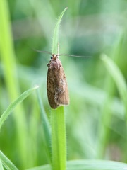 Diurnea lipsiella