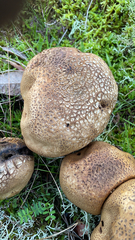 Scleroderma citrinum