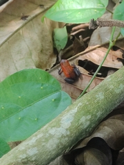 Oophaga pumilio