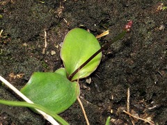 Eriospermum