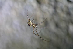 Araneae