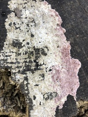 Punctularia atropurpurascens