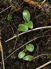 Eriospermum