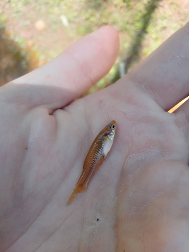 Córrego Toothcarp