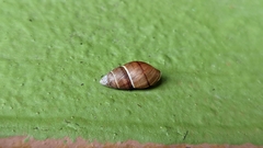 Bulimulus guadalupensis