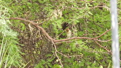 Myiophobus fasciatus