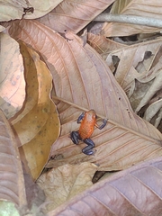 Oophaga pumilio
