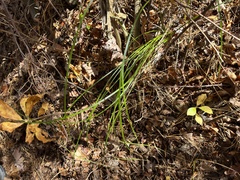 Carex stricta