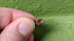 Bulimulus guadalupensis