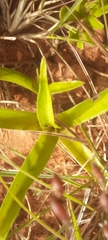 Urochloa serrata