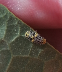 Psyllobora variegata