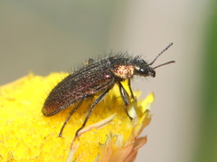 Dasytinae