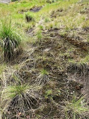 Eriospermum