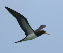 Sula leucogaster leucogaster