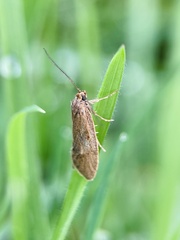 Diurnea lipsiella
