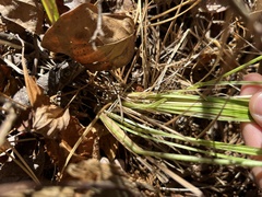 Carex stricta