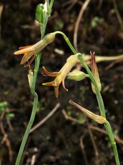 Dipcadi marlothii