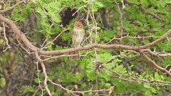 Myiophobus fasciatus