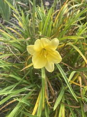 Hemerocallis