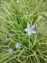 Wahlenbergia undulata