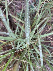 Panicum coloratum