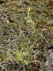 Dipcadi marlothii