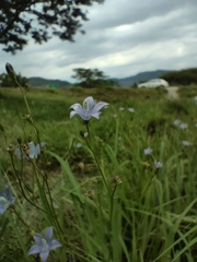Wahlenbergia undulata