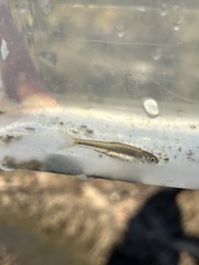 Cyprinella spiloptera