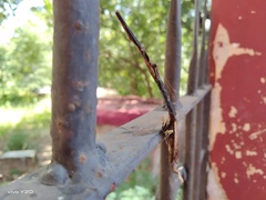 Toxoderopsis