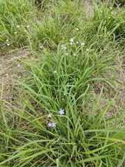 Wahlenbergia undulata