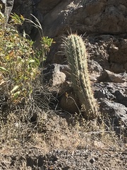 Trichocereus chiloensis