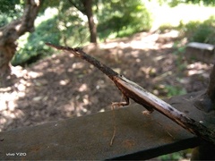 Toxoderopsis