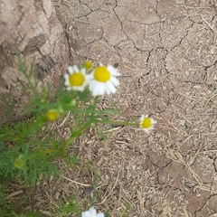 Matricaria chamomilla