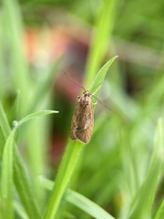 Diurnea lipsiella