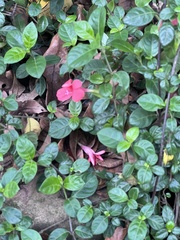 Barleria repens