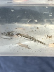 Notropis rubellus