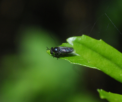 Cerotainia